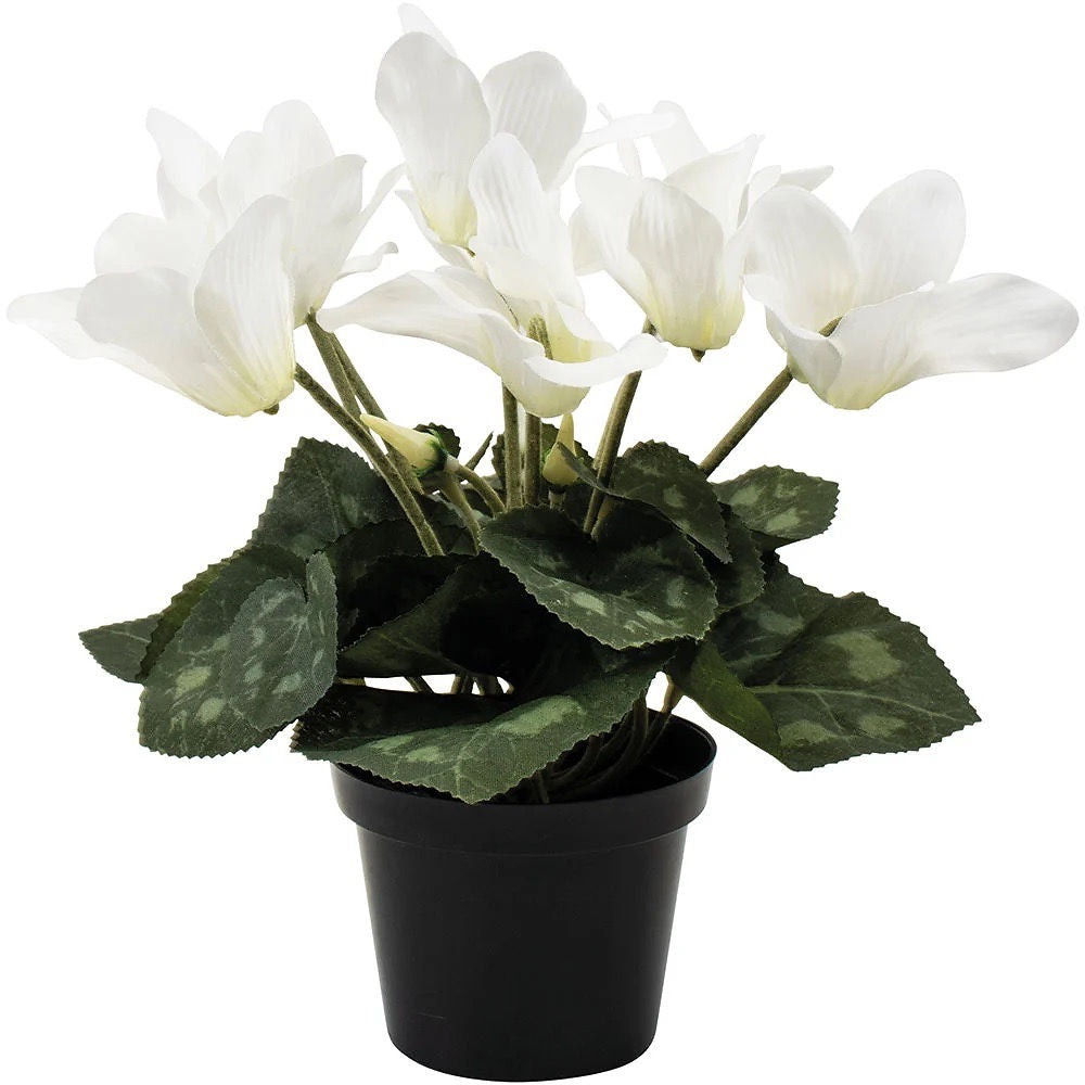 White Cyclamen