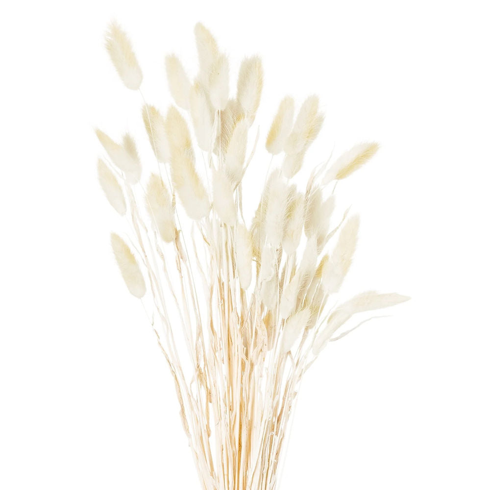 Dried White Bunny Tails Bunch Of 60