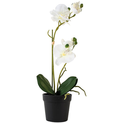 White Orchid