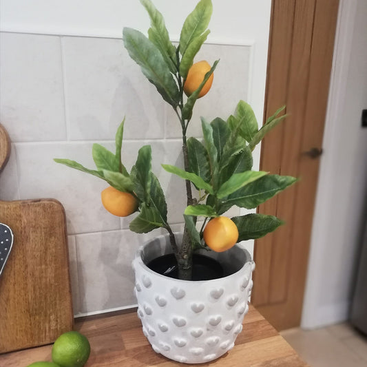 Lemon Tree