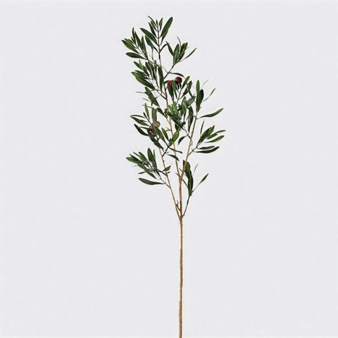 Olive Stem